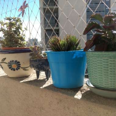 Angie's garden