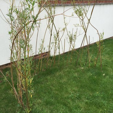 Salix caprea 'Kilmarnock' syn. Salix caprea 'Pendula', Salix caprea var. pendula