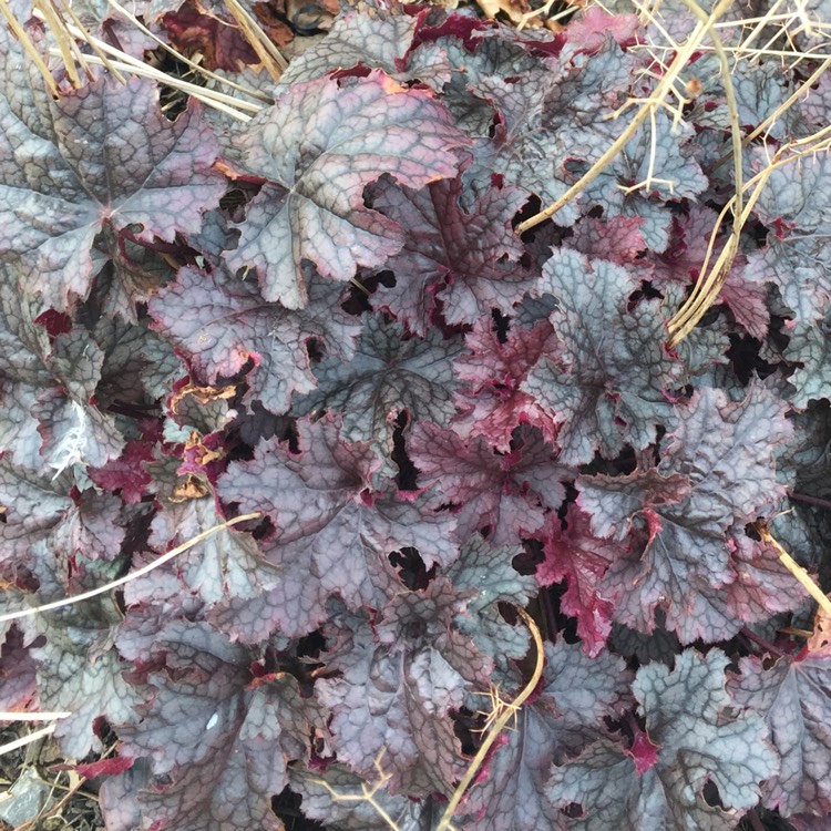 Plant image Heuchera 'Blackberry Jam'
