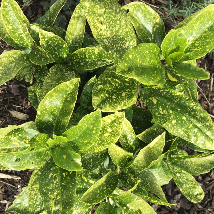 Plant image Aucuba variegata 'Crotonifolia'