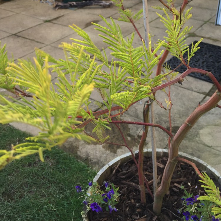 Plant image Acacia dealbata 'Gaulois Astier'