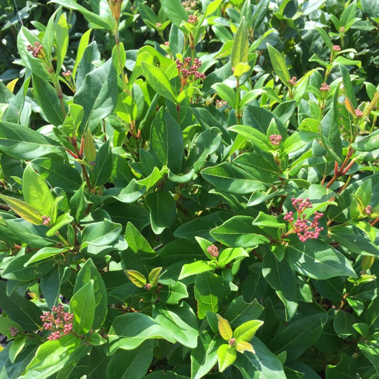 Plant image Viburnum davidii