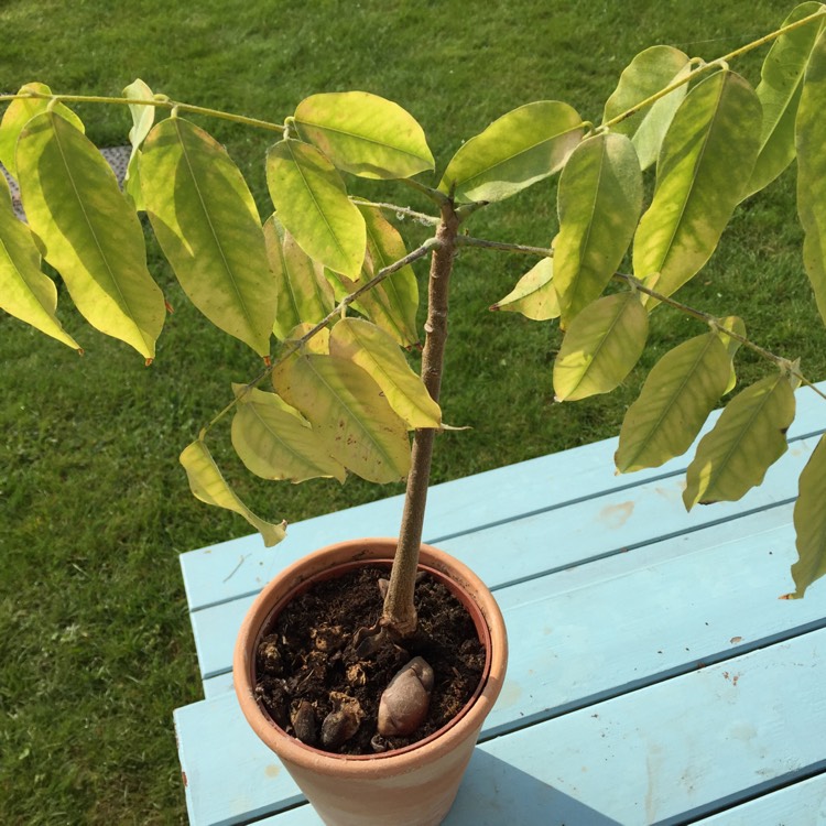 Plant image Theobroma Cacao