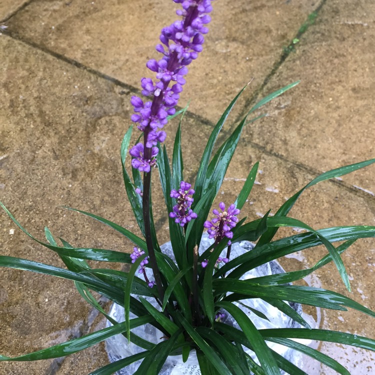 Plant image Liriope muscari 'Moneymaker'