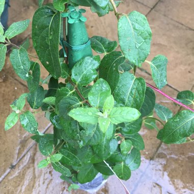 Lonicera japonica 'Hall's Prolific'