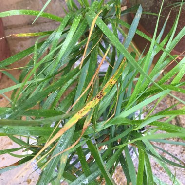Calamagrostis x acutiflora 'Carl Foerster'