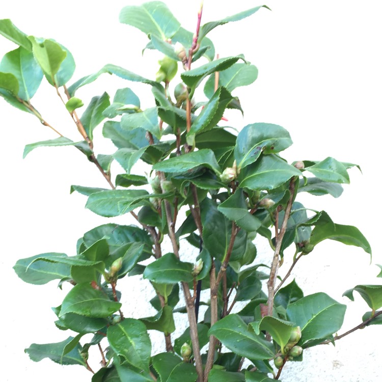 Plant image Camellia japonica 'Doctor King'