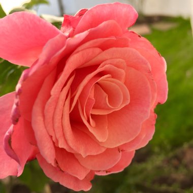 Rosa 'Tickled Pink'