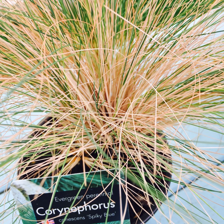 plant image 280666