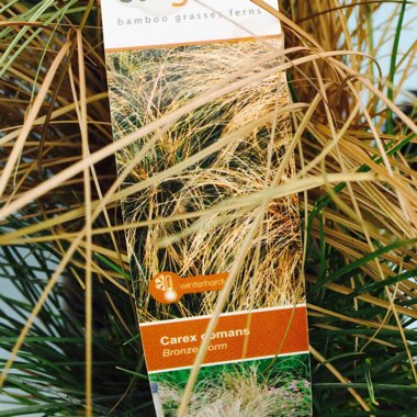 Carex comans 'Bronze form'