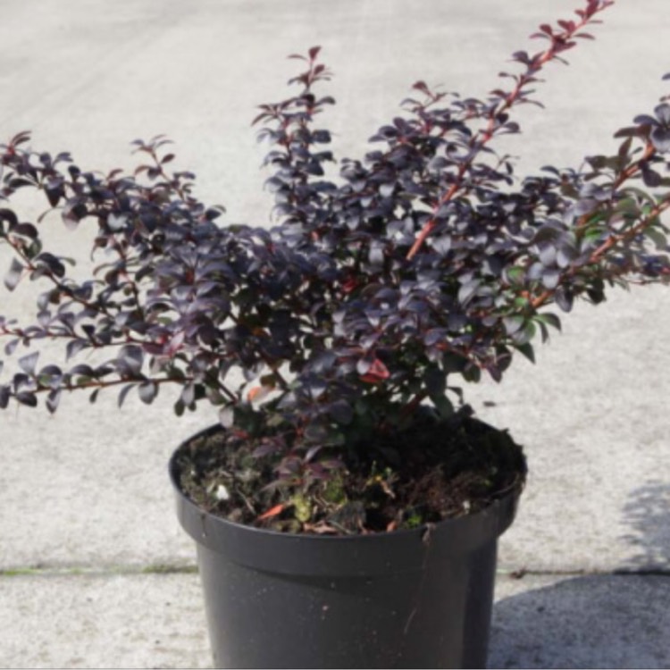Plant image Berberis
