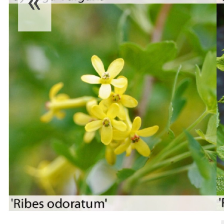 Plant image Ribes aureum var. villosum syn. R. oderatum