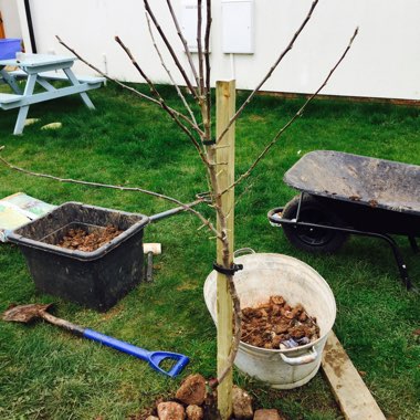 Malus domestica 'Braeburn'
