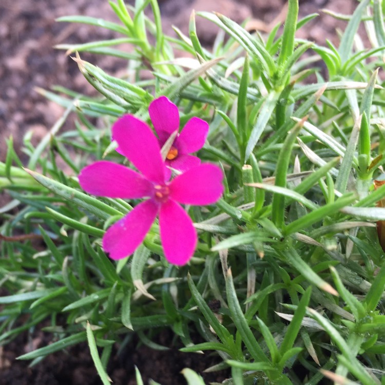 Plant image Phlox douglasii 'Crackerjack'