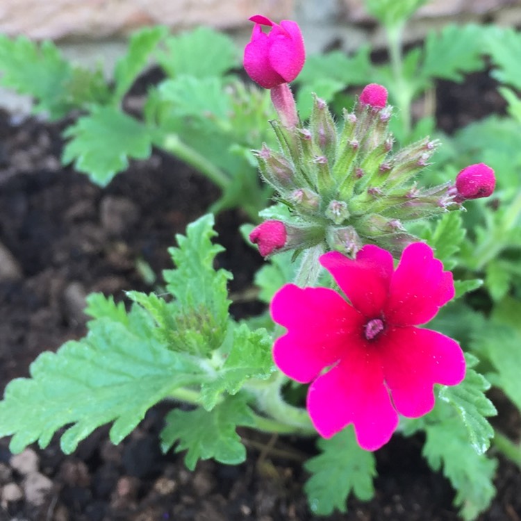 Plant image Verbena 'Venturi® Rose'