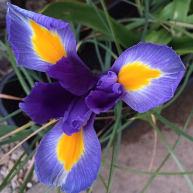 Iris x hollandica 'Sapphire Beauty'