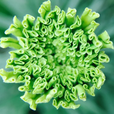 Tagetes patula hybrids