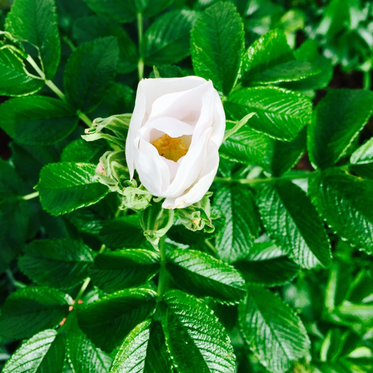 Plant image Rosa rugosa 'Alba'
