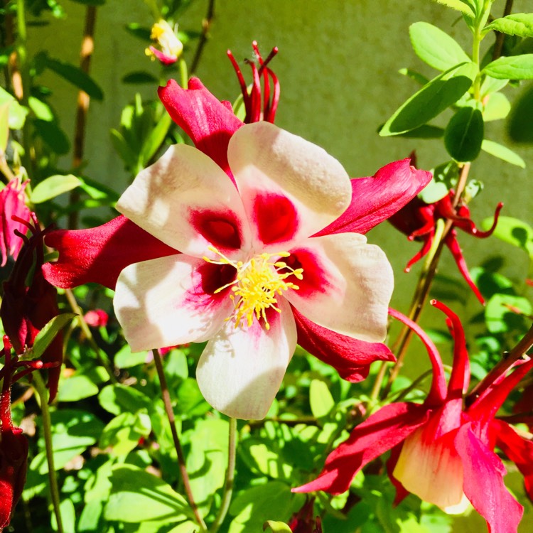 Plant image Aquilegia 'Crimson Star'