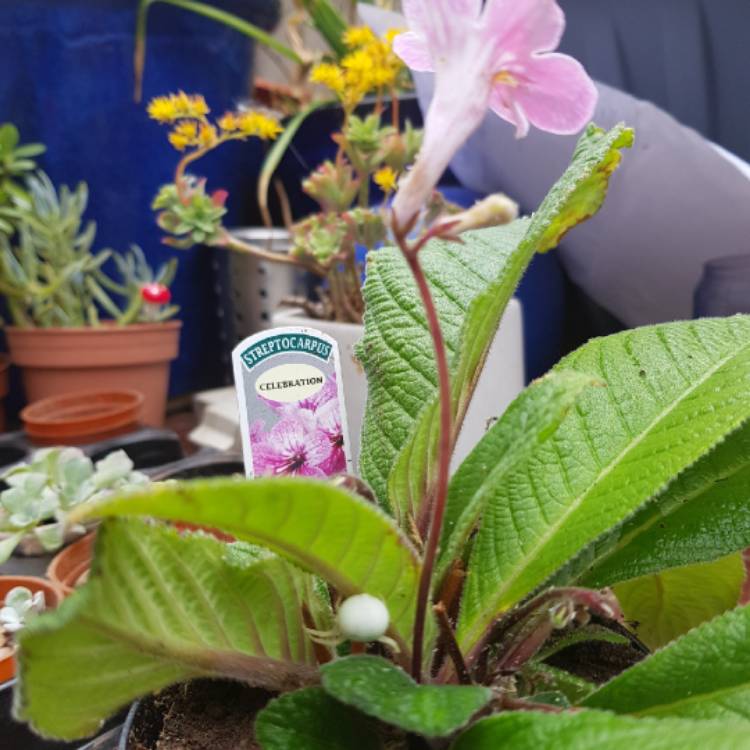 plant image 1046679
