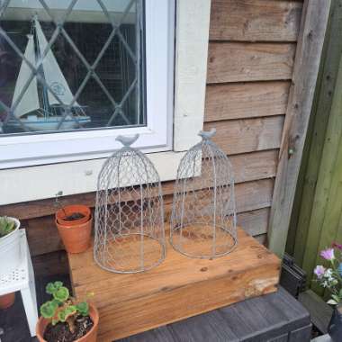 Emma's garden