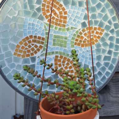 Emma's garden