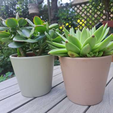 Emma's garden