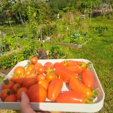 Emma's garden