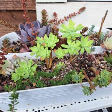 Emma's garden
