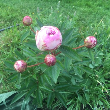 Paeonia