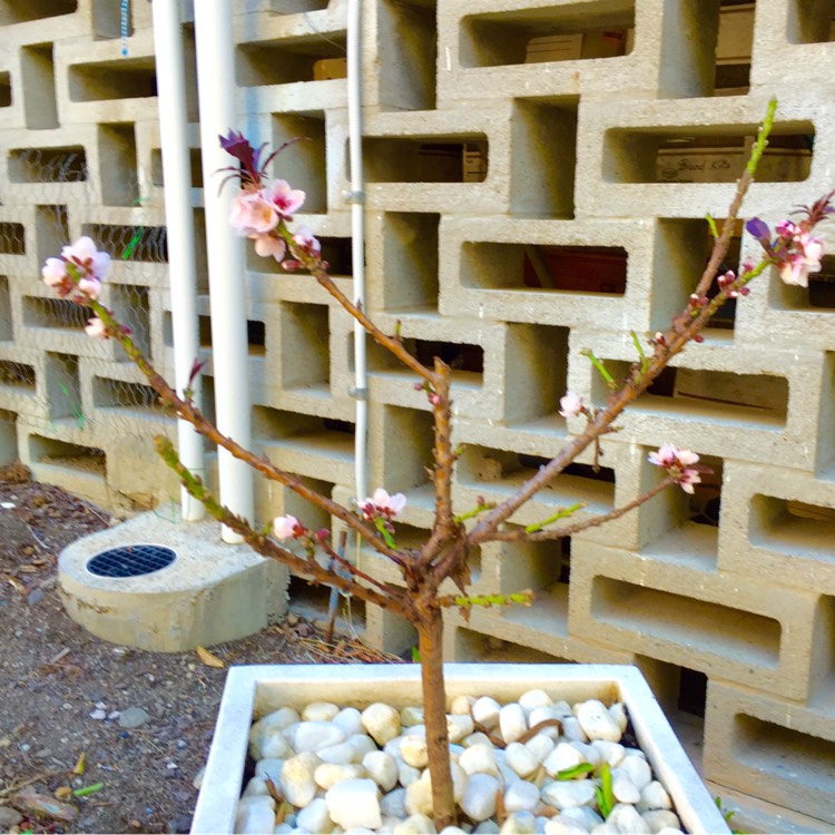 plant image 278338