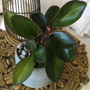 Baby Rubber Plant