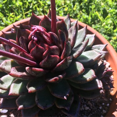 Echeveria 'Agavoides Blood Maria'