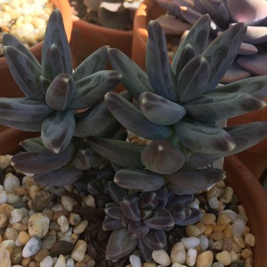 Pachyphytum 'Compactum'