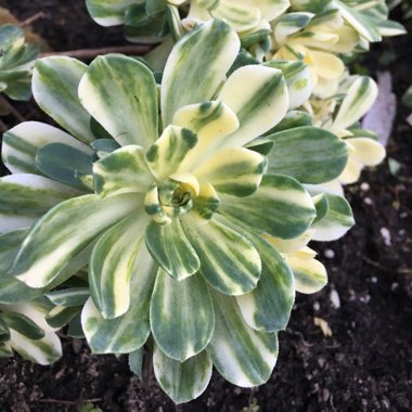 Aeonium 'Suncup'