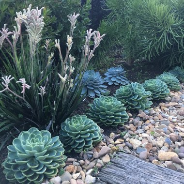 Ashlee's garden