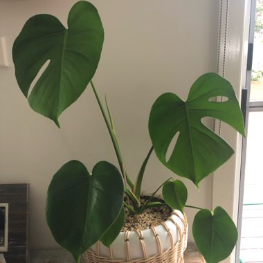 Swiss Cheese Plant