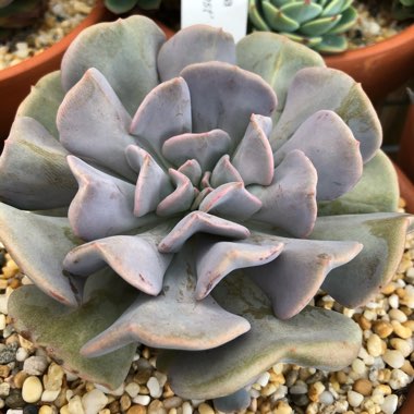 Echeveria 'Cubic Frost'
