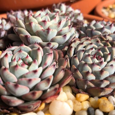 Echeveria White Minima