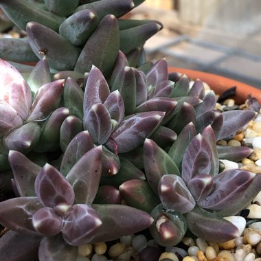 Pachyphytum 'Compactum'