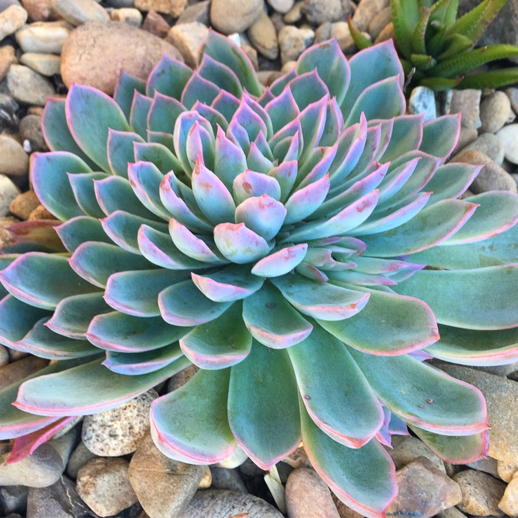plant image 796876
