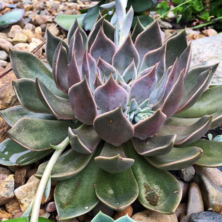 Plant image Echeveria Metal