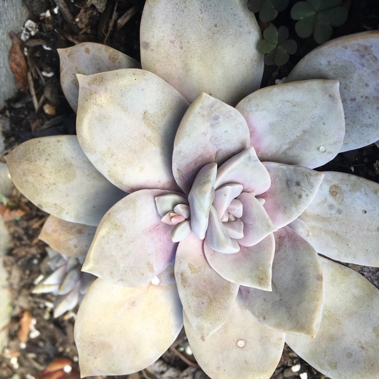 plant image 799301