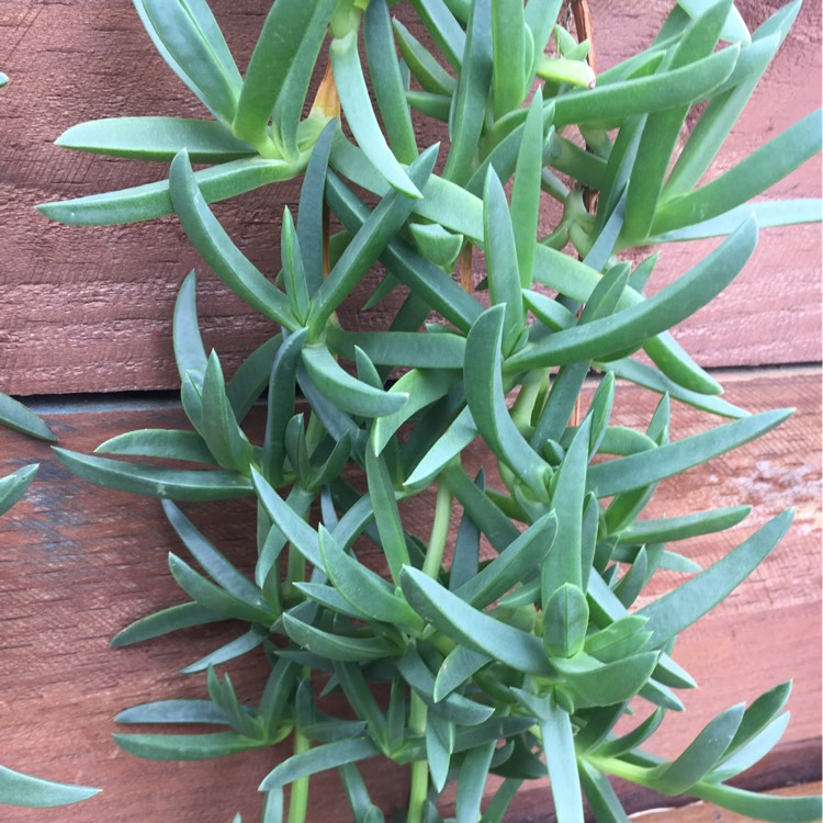 Plant image Carpobrotus acinaciformis