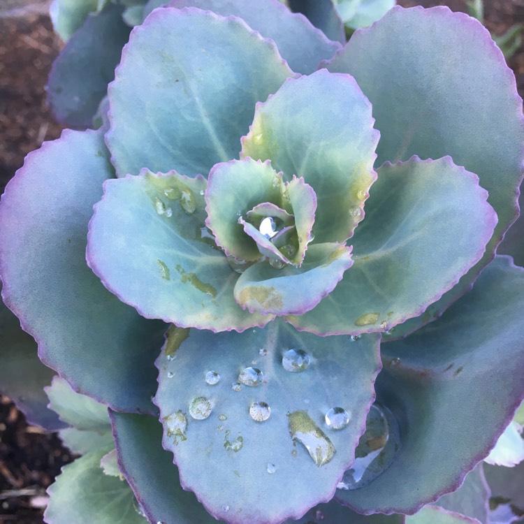 plant image 878048 plant image 878048