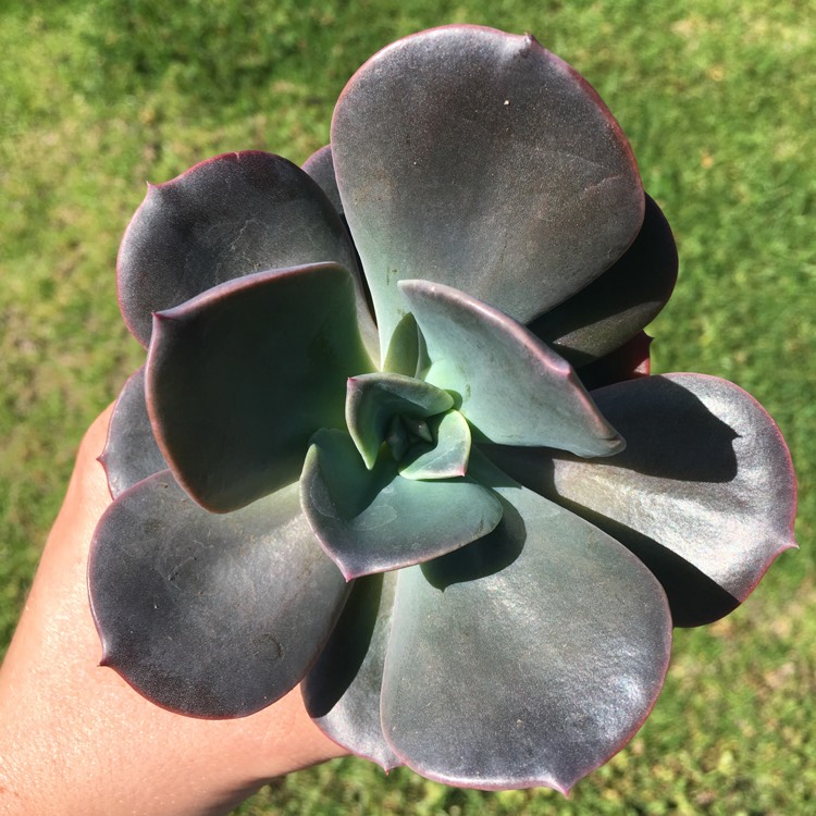 Plant image Echeveria Blue Metal