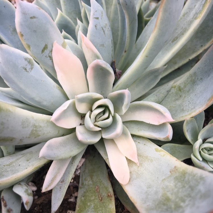 Plant image Echeveria Violet Queen