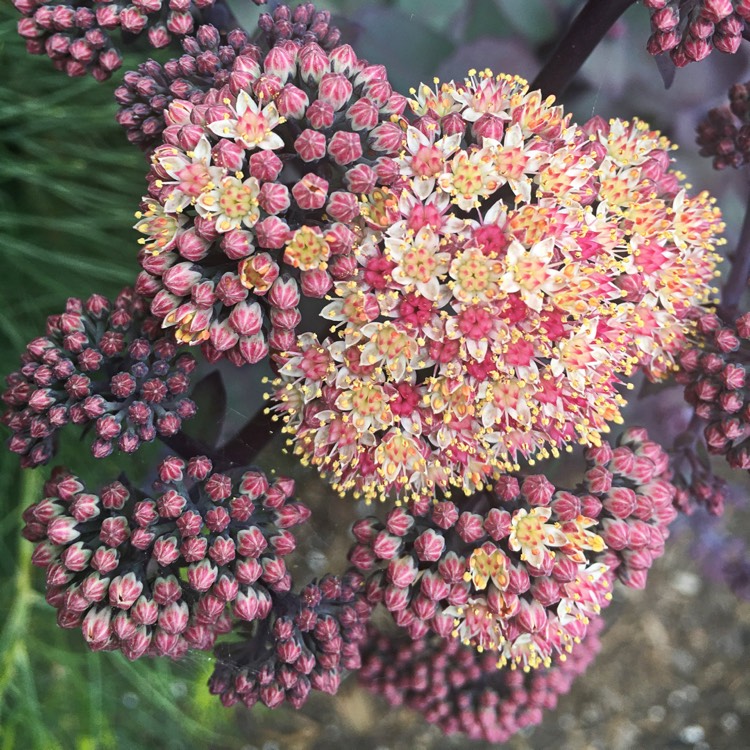 Plant image Hylotelephium Sunsparkler Cherry Tart