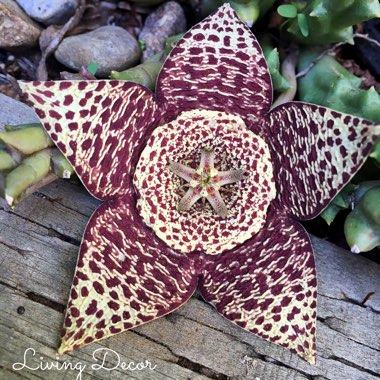 The Earth Bound Star