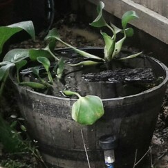 Olivia's garden